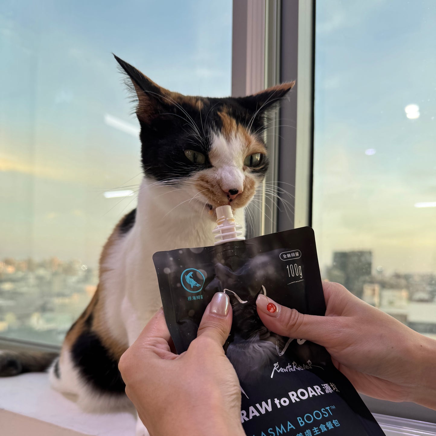 【獵食年菜組】全齡貓 亮毛美膚主食餐包 12入組