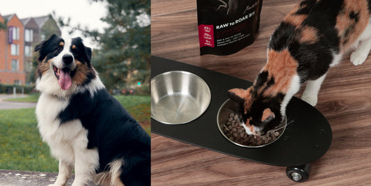 科學養寵必讀：PLASMA-BOOST™血漿蛋白科技如何打造毛孩「強健腸道防線」