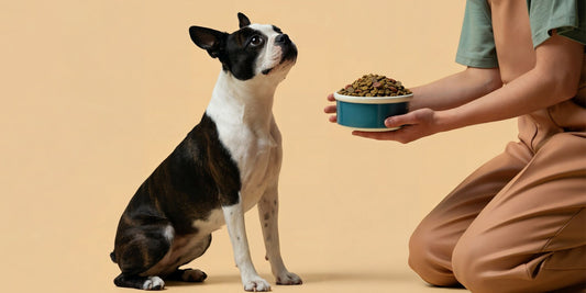 無穀飼料是什麼？解析5大核心優勢與常見迷思｜源境科學飲食指南