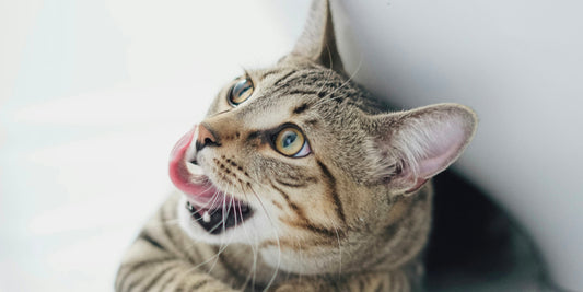 含魚油飼料怎麼挑？解密 Omega-3 與 6 黃金比例 1:6，告別寵物皮膚乾癢！